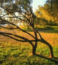 Bent Trees Royalty Free Stock Photo