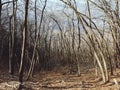 Bent trees without leaves up the hill