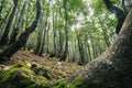 Bent trees in a mystery forest Royalty Free Stock Photo