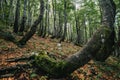 Bent trees in a mystery forest