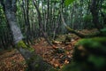 Bent trees in a mystery forest