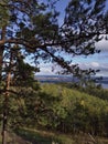 Bent trees and sky in the clouds in the Urals mountains