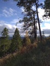 Bent trees and sky in the clouds in the Urals mountains