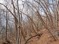 Bent trees wothput leaves up the hill