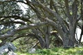 Heavy trunks of pohutukawa trees