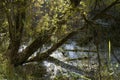 The bent trunks of willows with leaves in the rays of the sun are reflected in a swampy lake in autumn