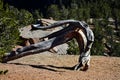 A Bent Twisted Tree Trunk Royalty Free Stock Photo