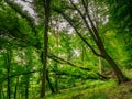 Bent and uprooted trees in the forest after storm