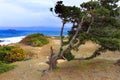 Tree sea shore the wind storm rocky curved trunk sky blue Royalty Free Stock Photo