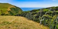 Bent and windswept trees shaped by constant winds, New Zealand Royalty Free Stock Photo