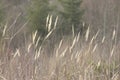 Bentgrass or Agrostis gigantea Royalty Free Stock Photo
