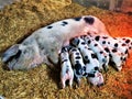 Bentheim Black Pied pig lactating piglets in the barn