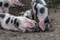 Bentheim Black Pied Pig