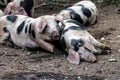 Bentheim Black Pied Pig