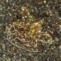 Benthic comb jelly, Platyctenida. Scuba diving in North Sulawesi, Indonesia