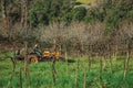 Farmer on a tractor amid rows of grapevines