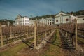 Leafless vine trunks with the Salton Winery