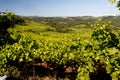 Bento Goncalves Vineyards Royalty Free Stock Photo