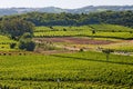 Bento Goncalves Vineyards Royalty Free Stock Photo