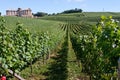 Bento Goncalves Vineyards Royalty Free Stock Photo