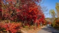 Benxi Maple Leaf