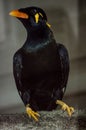 Beo nias Gracula robusta perched on wood Royalty Free Stock Photo