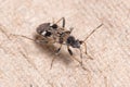 Beosus maritimus insect walking on a cardboard piece. Royalty Free Stock Photo