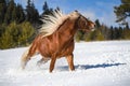 Brown horse free on the snow