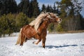 Brown horse free on the snow