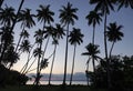 Beqa island palmtrees in the evening, Fiji Royalty Free Stock Photo