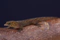 Bequia dwarf gecko / Sphaerodactylus kirby