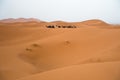 Berber camel caravan in Erg Cheggi before sunrise, Sahara desert, Morocco