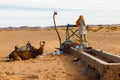 Berber and camel near the well, Morocco