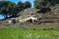 Berber Encampment