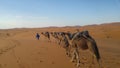 Berber with his camels in the Sahara desert Royalty Free Stock Photo