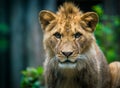 Berber lion cub portrait in zoo Royalty Free Stock Photo
