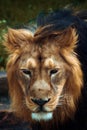 Portrait of a Berber Lion