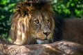 Berber lion portrait in nature