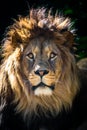 Berber lion portrait in nature