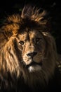 Berber lion portrait in nature Royalty Free Stock Photo