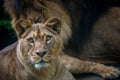 Berber lion portrait in nature park