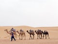 Berber man with camels Royalty Free Stock Photo