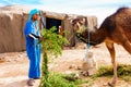 Berber Man Feeding Camel in the Desert Royalty Free Stock Photo