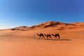 Berber man leading camel caravan in Erg Chebbi Sand dunes in Sahara Desert Royalty Free Stock Photo