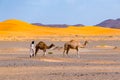 Berber man leading camel caravan, Merzouga, Sahara Desert, Morocco Royalty Free Stock Photo