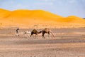 Berber man leading camel caravan, Merzouga, Sahara Desert, Morocco Royalty Free Stock Photo