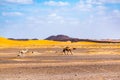 Berber man leading camel caravan, Merzouga, Sahara Desert, Morocco Royalty Free Stock Photo