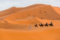 Berber man leading camel caravan, Merzouga, Sahara Desert, Morocco Royalty Free Stock Photo