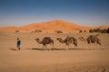 Berber man leading caravan, Hassilabied, Sahara Desert, Morocco Royalty Free Stock Photo