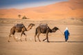 Berber man leading caravan, Hassilabied, Sahara Desert, Morocco Royalty Free Stock Photo